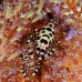 shrimp_coleman_bhr_tam_h_0504_bal6460.jpg